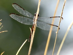 Libellula