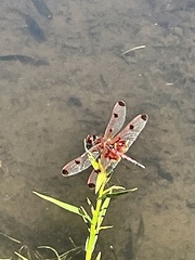 Celithemis elisa