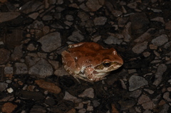 Pseudacris streckeri