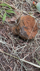 Pisolithus arhizus