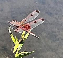 Celithemis elisa