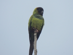 Aratinga nenday