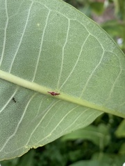 Chrysoperla rufilabris