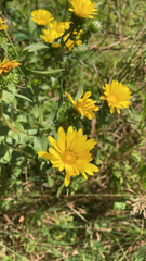 Grindelia