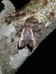 Lithophane hemina