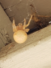 Araneus gemma