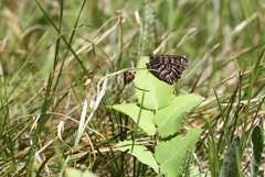 Oeneis chryxus