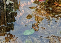 Nerodia fasciata