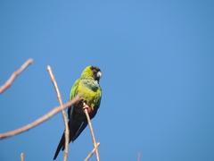 Aratinga nenday