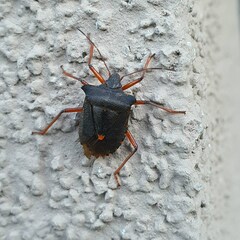 Pentatoma rufipes