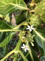 Camponotus rectangularis