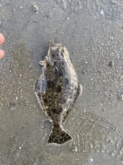 Paralichthys californicus