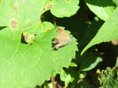 Satyrium calanus