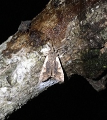 Lithophane hemina