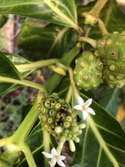 Camponotus rectangularis