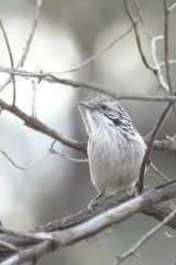 Plectorhyncha lanceolata