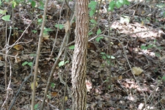 Ulmus rubra