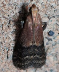 Eulogia ochrifrontella