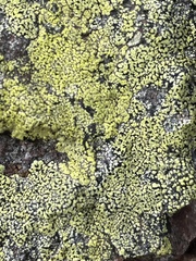 Rhizocarpon