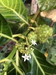 Camponotus rectangularis