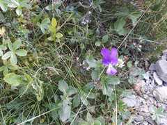 Viola montcaunica