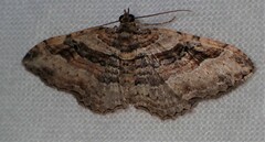 Costaconvexa centrostrigaria