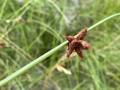 Schoenoplectus pungens