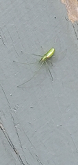 Tetragnatha viridis