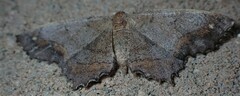 Hypagyrtis