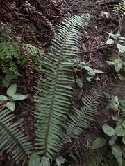 Polystichum