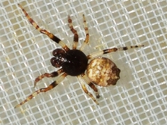 Cyclosa oculata