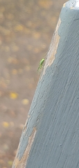 Tetragnatha viridis