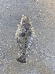 Paralichthys californicus