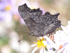 Polygonia gracilis