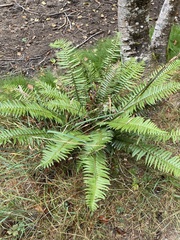 Polystichum munitum