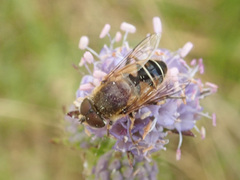 Eristalis nemorum