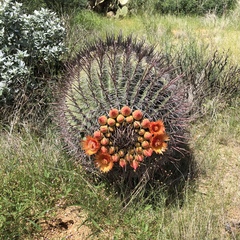 Ferocactus wislizeni