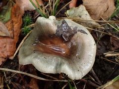 Russula parazurea