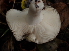 Russula parazurea