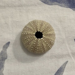Echinoidea