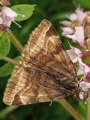 Euclidia glyphica