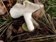 Russula parazurea