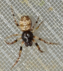 Cyclosa oculata