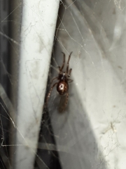 Steatoda bipunctata