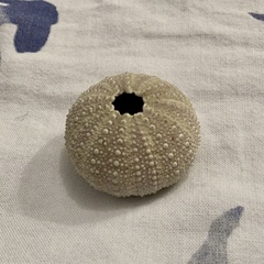 Echinoidea