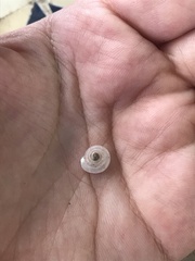 Polygyra