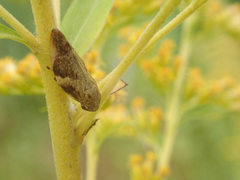 Aphrophora alni