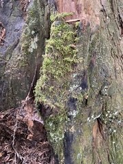 Kindbergia oregana