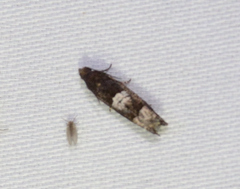 Eucosma parmatana