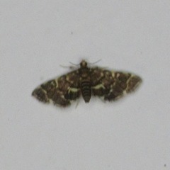 Spilomelinae